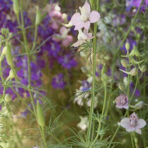 Larkspur Wildflower Seeds, Organically Grown for 20+ Years